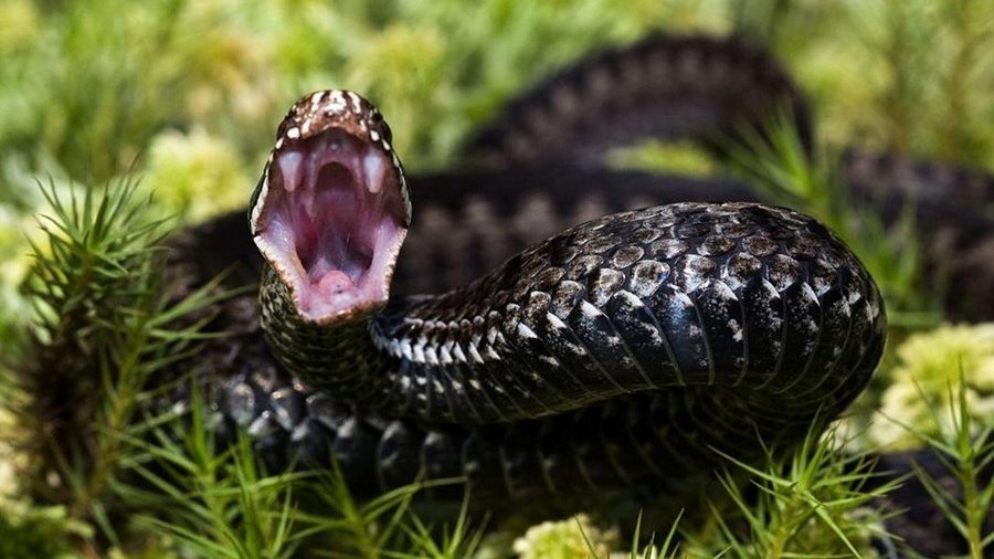 В Запорожской области змея укусила женщину