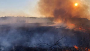 За сутки в Запорожской области сгорело более 4 га экосистем