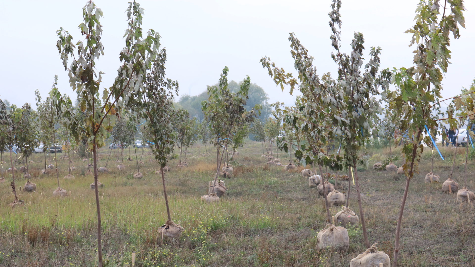 «Миллион деревьев за сутки»: в Запорожье на берегу Днепра провели масштабную высадку деревьев, – ФОТОРЕПОРТАЖ