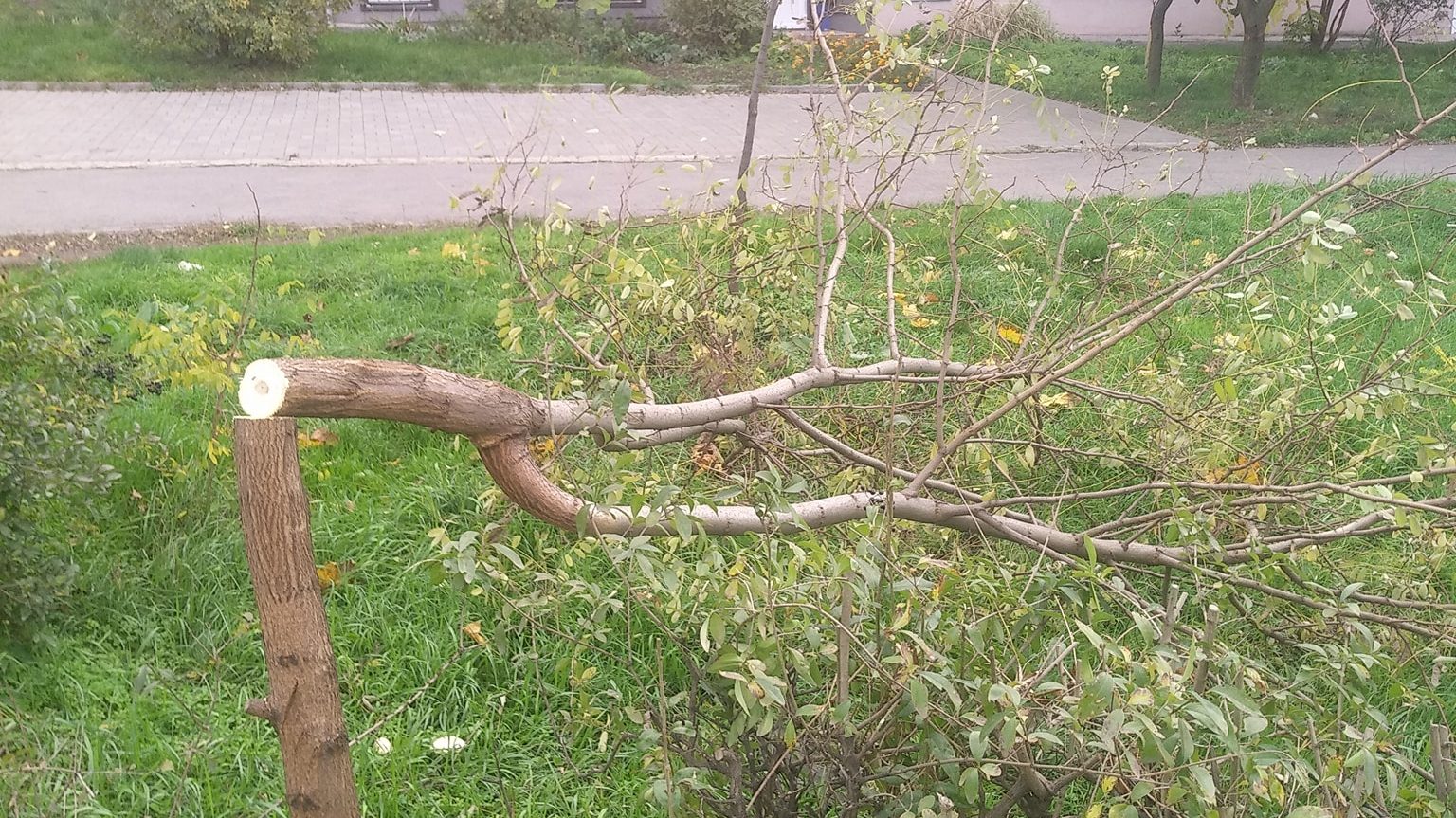 В Запорожье в сквере Яланского срубили 70 молодых деревьев, – ФОТО