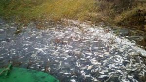 В Акимовском районе массово гибнет рыба