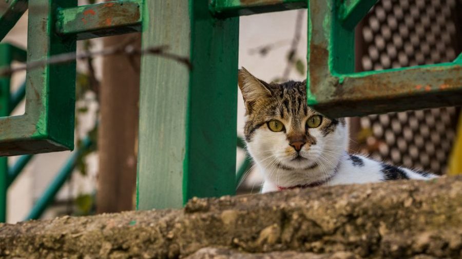 Энергодарские коты могут стать частью экосистемы города
