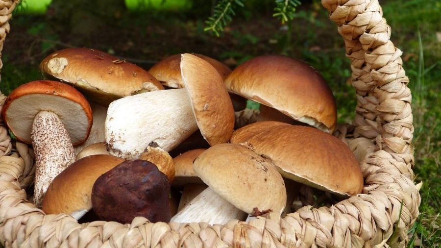 Двое жителей Запорожской области отравились грибами
