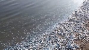 Загибель риби в Молочному лимані: Нацпарк прокоментував інцидент