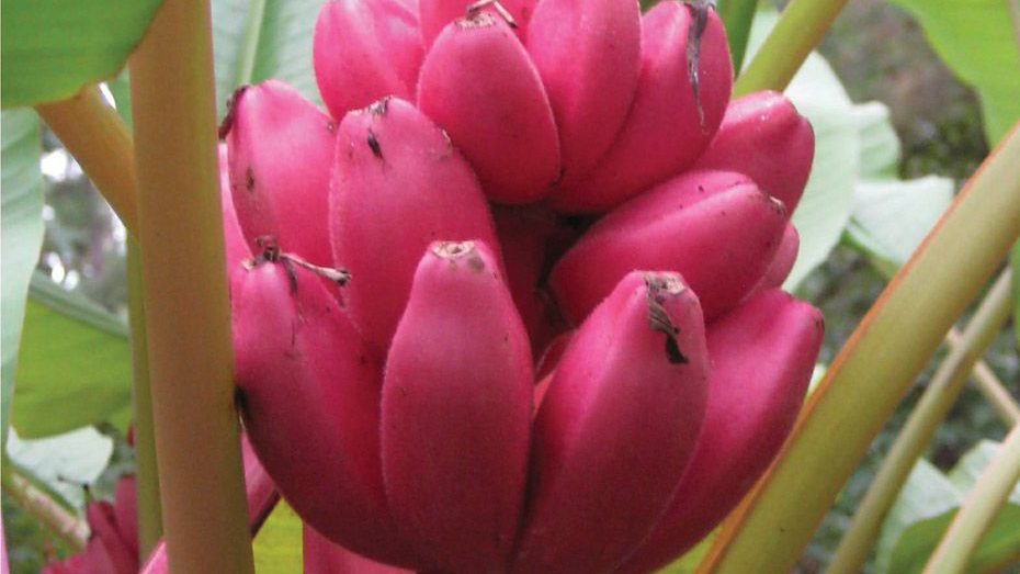 Мешканка Запоріжжя у себе вдома виростила рожевий оксамитовий банан, — ФОТО