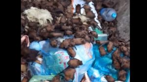 В сміттєвий бак у Запоріжжі викинули більше 6 сотень червонокнижних кажанів