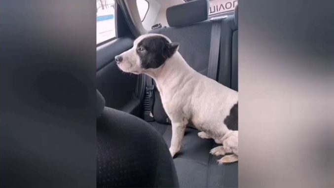 Патрульные в Запорожье спасли домашнюю собаку, на которую нападали бродячие псы, — ВИДЕО