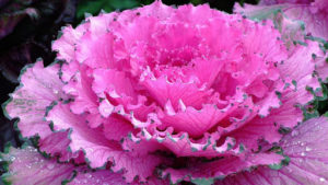У жительницы Запорожья посреди зимы расцвела розовая капуста, — ФОТО