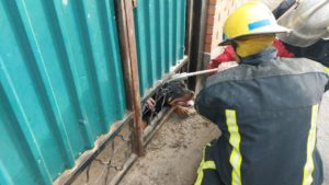 В Мелитополе ротвейлер застрял в калитке: собаку освободили спасатели, — ФОТО