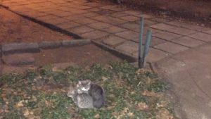 Голова ОСББ в Запоріжжі викинула на вулицю котів, — ФОТО