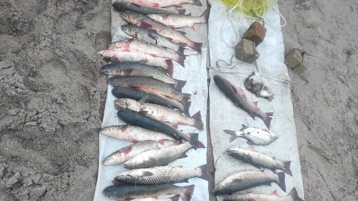 В Запорожской области браконьеры незаконно наловили рыбы на 115 тысяч гривен, – ФОТО