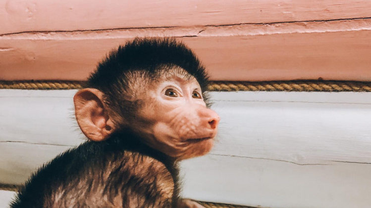 Работники зоопарка в Запорожской области показали новорожденную обезьянку, – ФОТО
