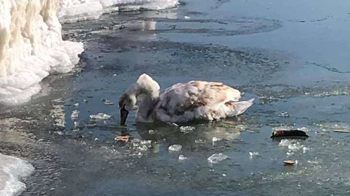 В Приморске лебедь примерз ко льду: бедосю спасли ДСНС-ники, — ФОТО