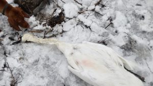 Возле Хортицы в Запорожье застрелили лебедя