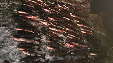 На Запоріжжі викрили браконьєра, який виловив 350 кілограмів риби на 30 тисяч гривень, – ФОТО 