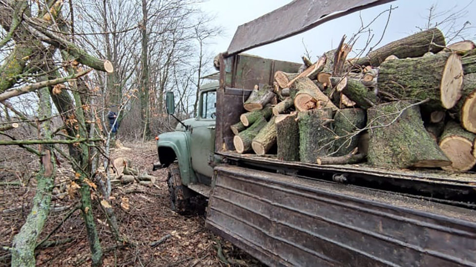 В Запорожской области двое жителей Днепра незаконно вырубили дубы в лесополосе, – ФОТО