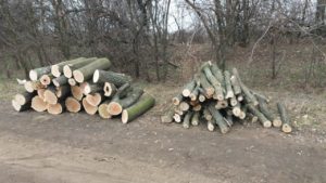 В Запорожской области полицейские остановили незаконную вырубку лесонасаждений, – ФОТО
