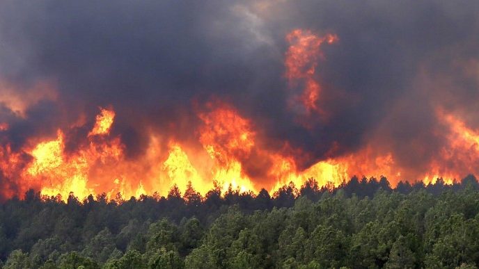 До 20 тысяч за лесной пожар: Верховная Рада подняла штрафы поджигателям экосистем