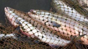 В Запорізькій області може змінитися дата заборони на сезонний вилов риби