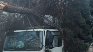 В Запорожье водитель грузовика из-за приступа эпилепсии снес дерево и выехал на трамвайные пути, – ФОТО
