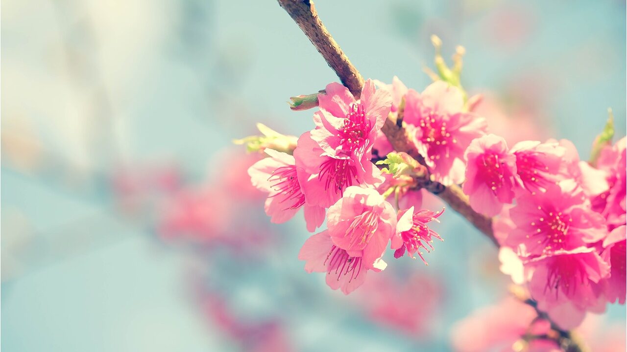 Початок весни: в запорізькому ботанічному саду на два тижні раніше розквітла сакура, — ФОТО