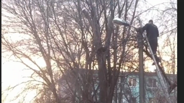 В Запоріжжі пожежники врятували вуличного кота, який застряг на дереві, — ВІДЕО