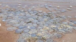 Мертвих медуз та дельфінів з узбережжя Бердянська утилізувати не будуть
