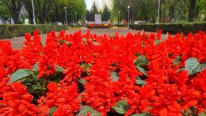 На Аллее Боевой Славы в Запорожье высадили почти 20 тысяч цветов