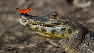 Жертва фотопослуг: зоозахисники пояснили, звідки в Кирилівці з'явився мертвий крокодил