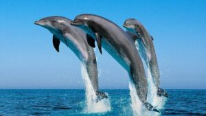 На запорізькому курорті дельфіни влаштували показовий виступ, - ВІДЕО