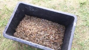  У Запорізькій області затримали браконьєрів з уловом на 15 тисяч гривень 