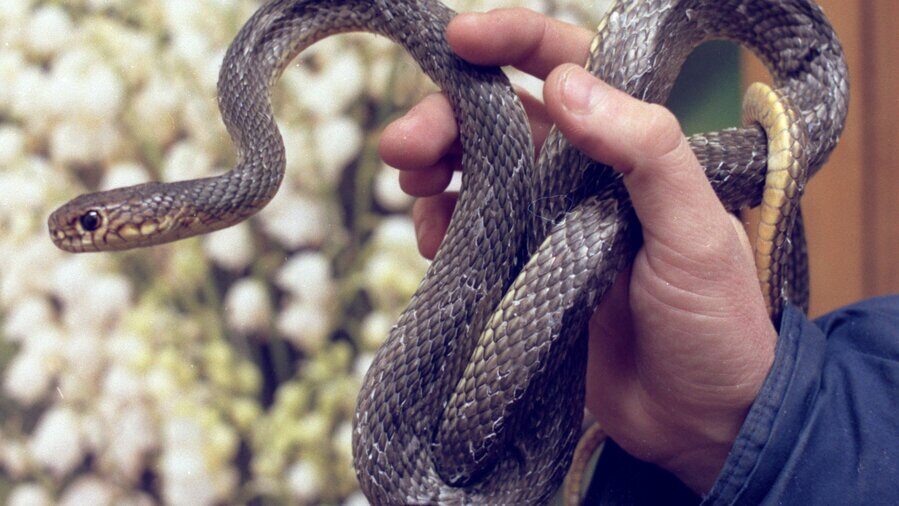 В одному з сіл Запорізької області маленьку дитину вкусила змія
