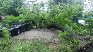 В Запорожье вырванные с корнем деревья падают на машины, - ФОТО