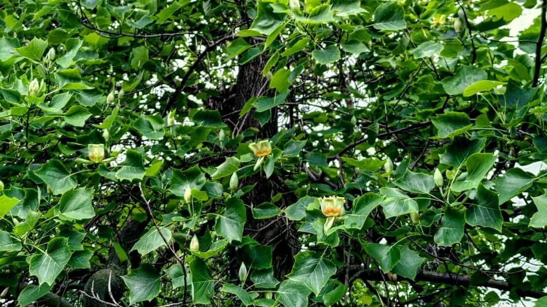 В Запорожье зацвело необычное дерево с тюльпанами, - ФОТО