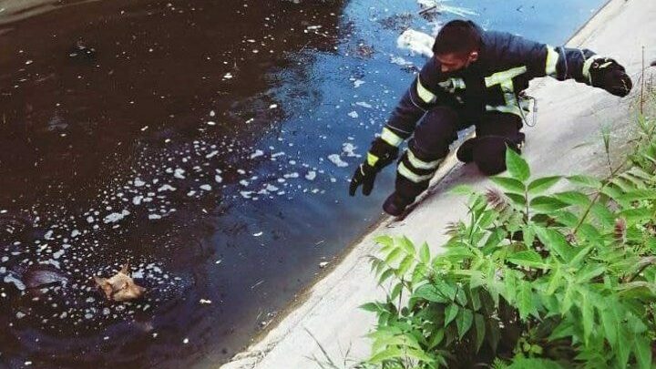 В Запорізькій області рятувальники витягли з води собаку, яка не мала сил на самопорятунок