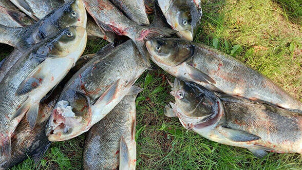 Укргідроенерго назвало можливі причини загибелі риби в Запоріжжі