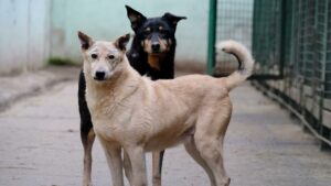 В Пологах завершили стерилізацію безпритульних собак
