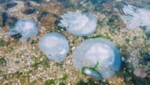 Навала медуз: мер Бердянська закликає місцевих мешканців та відпочивальників змиритися, — ВІДЕО