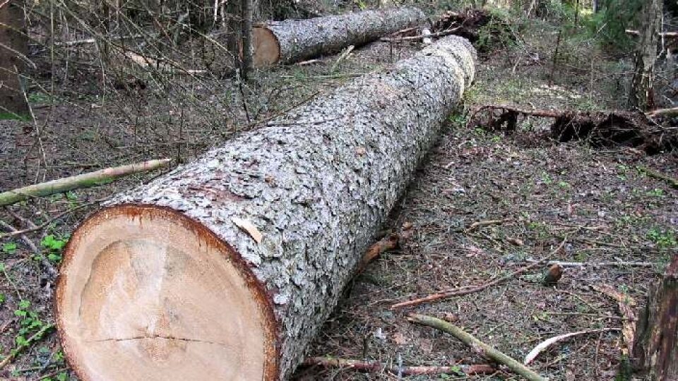 На Хортицькому лісництві виявили незаконну рубку дерев