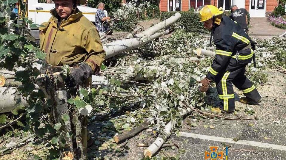 В Запорізькій області дерево впало на дорогу: 5 ДСНС-ників ліквідували проблему, — ФОТО