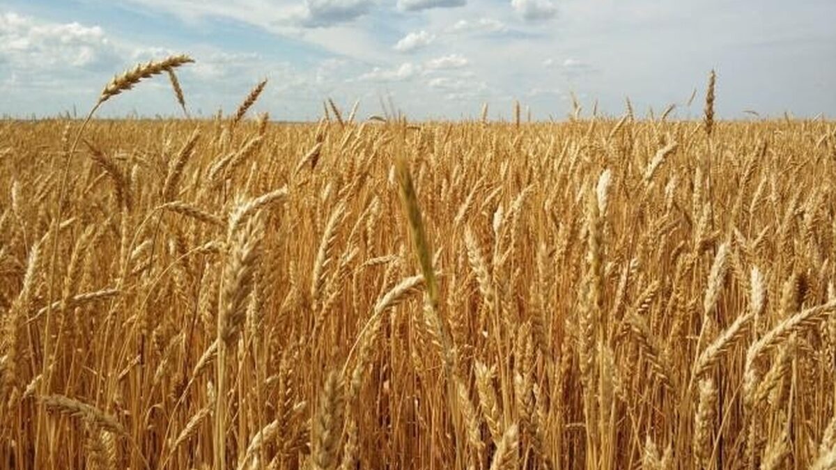 Запорожская область на первом месте по посевам пшеницы