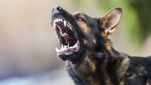 У Запорізькій області жінку покусала собака: постраждала в лікарні