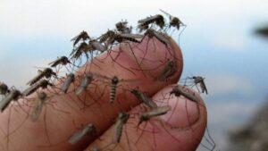 На запорожском курорте жалуются на нашествие комаров, – ВИДЕО