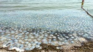 В Запорожье на экологическом форуме ученая рассказала, что стало причиной нашествия медуз в Азовском море