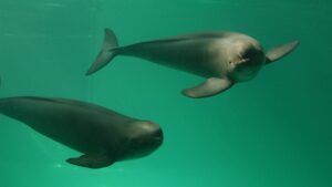 За одну неделю на побережье Азовского моря в Запорожской области нашли двух мертвых дельфинов, — ФОТО