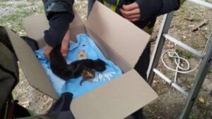 Рятувальники дістали кошенят в Запоріжжі, які невідомим чином опинилися в порожнині дерева, — ФОТО