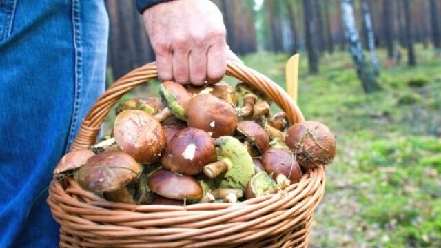 В Запорожской области 13-летний ребенок и один взрослый отравились грибами