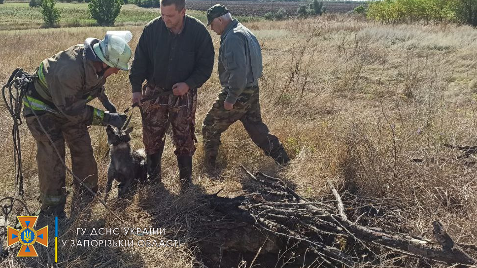 В Запорожской области в 10-метровый колодец упала собака, — ФОТО
