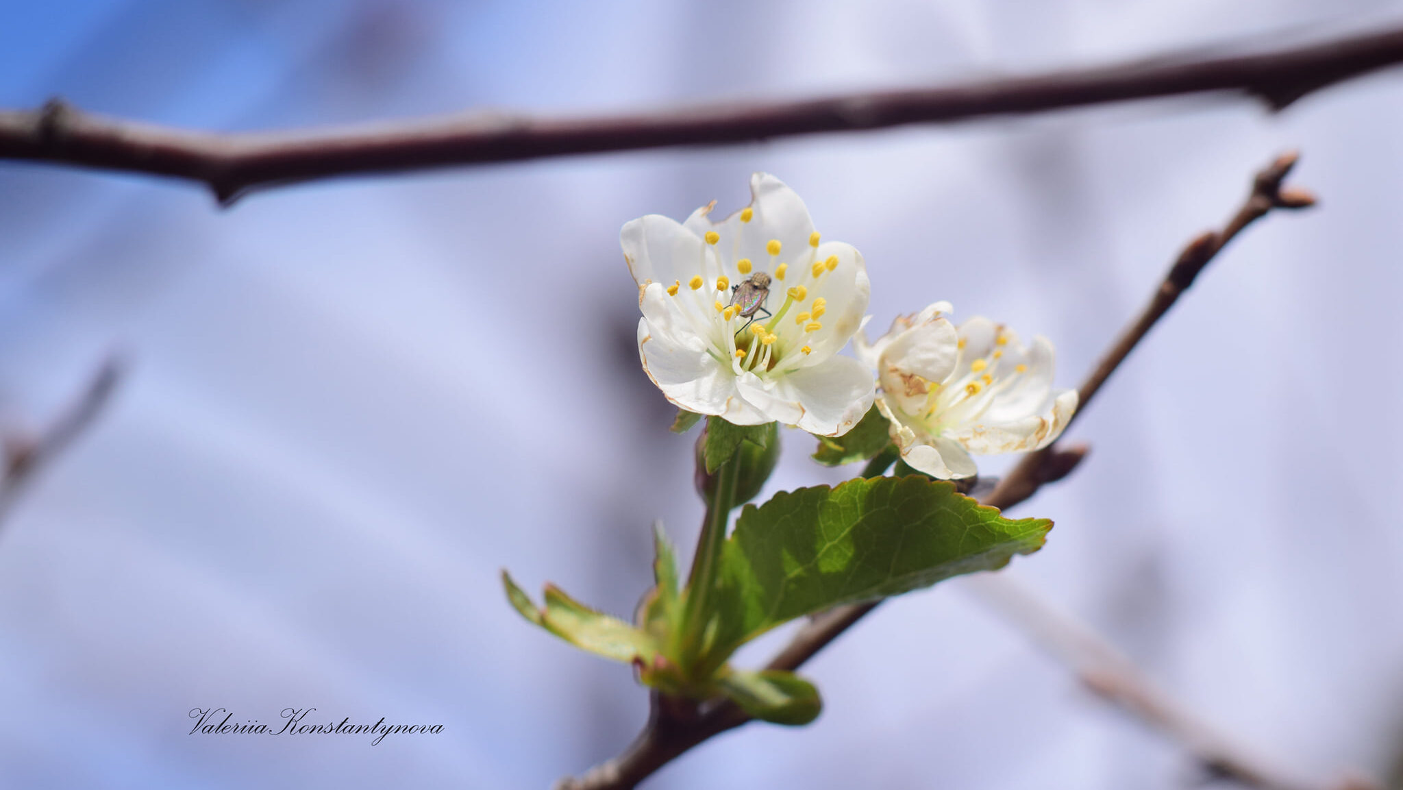 В Запорожье засняли вишневое дерево, которое начало цвести в октябре, — ФОТО