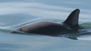 В Запорожской области на морское побережье выбросило мертвого дельфина, — ФОТО